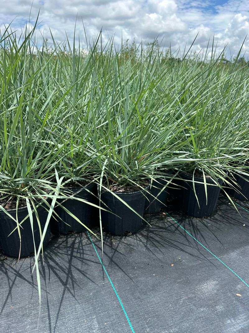 Choose Elliott's Lovegrass For Airy Texture