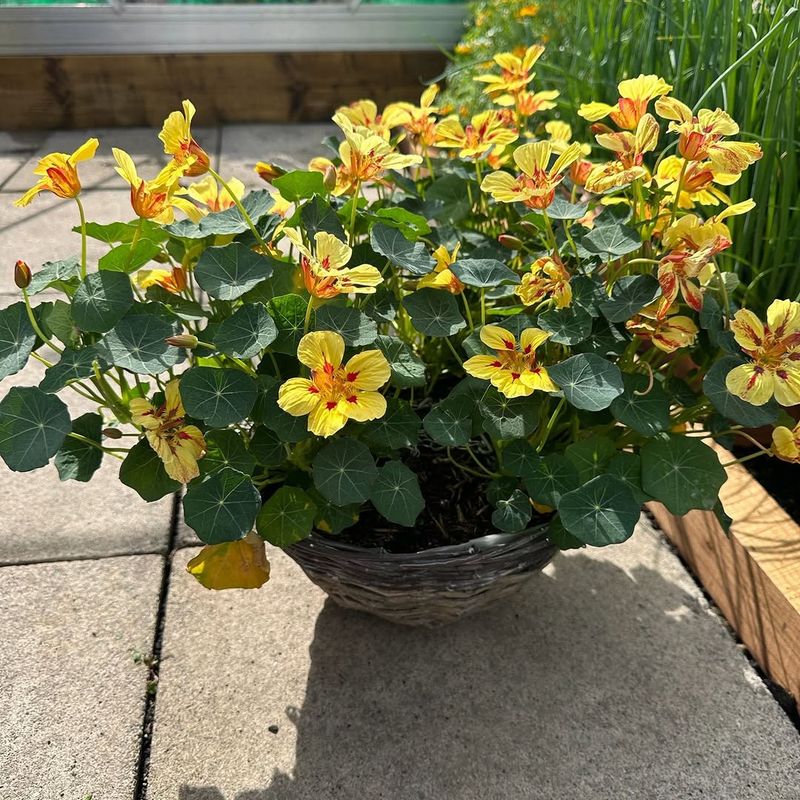 Grow Nasturtiums During The Cooler Season Grow Nasturtiums During The Cooler Season