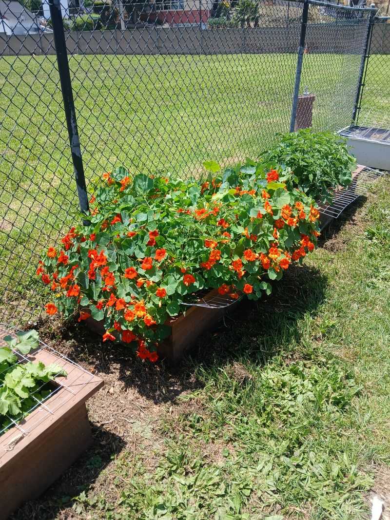 Grow Nasturtiums During The Cooler Season
