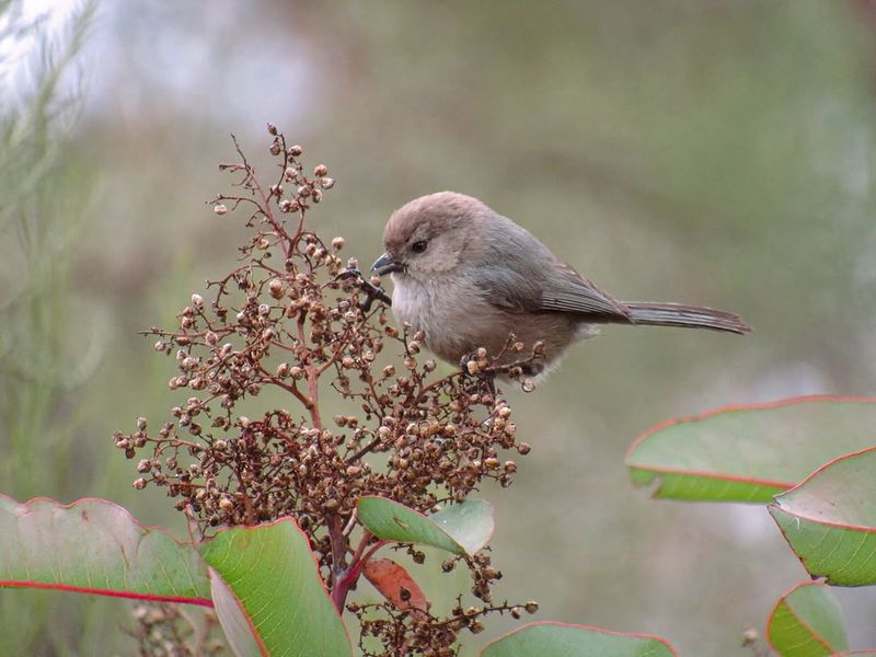 Grow Native Shrubs And Trees For Cooler Shelter