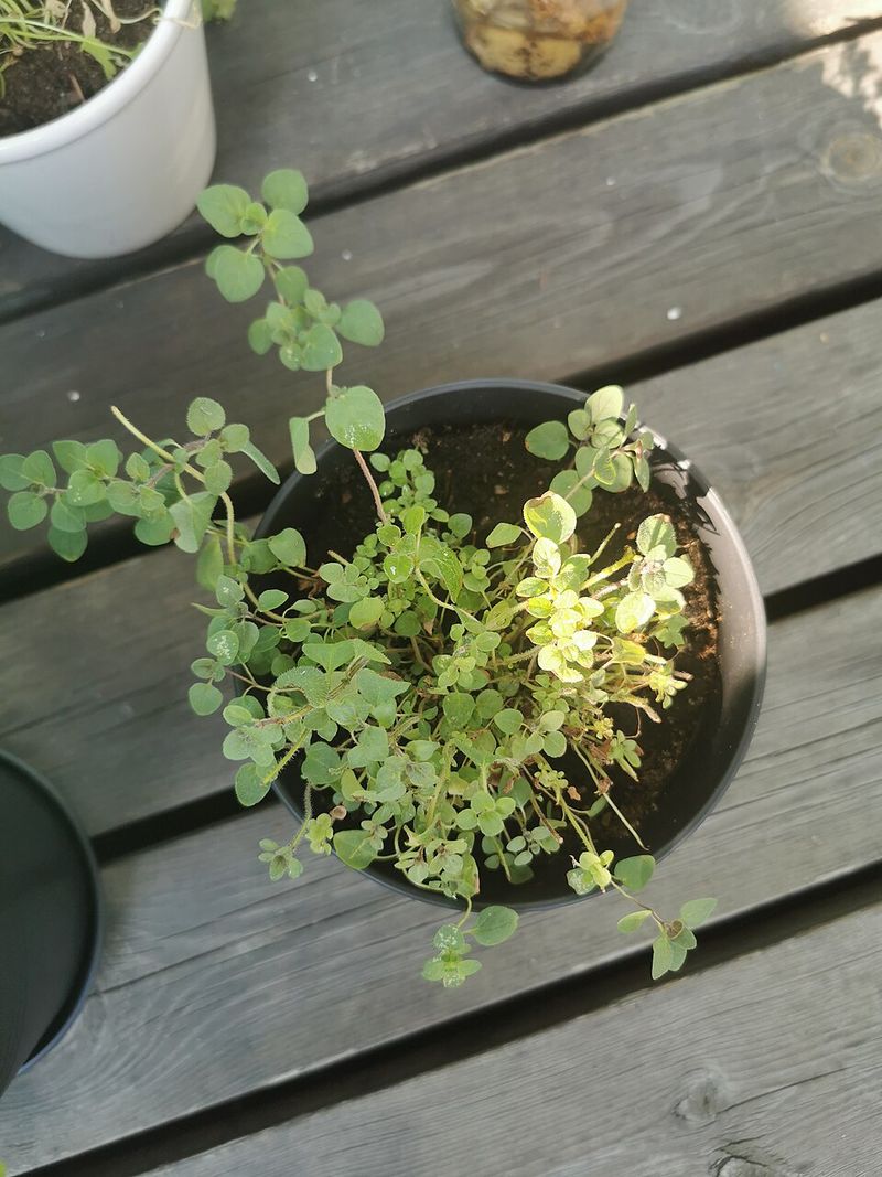 Grow Oregano Where Other Herbs Struggle
