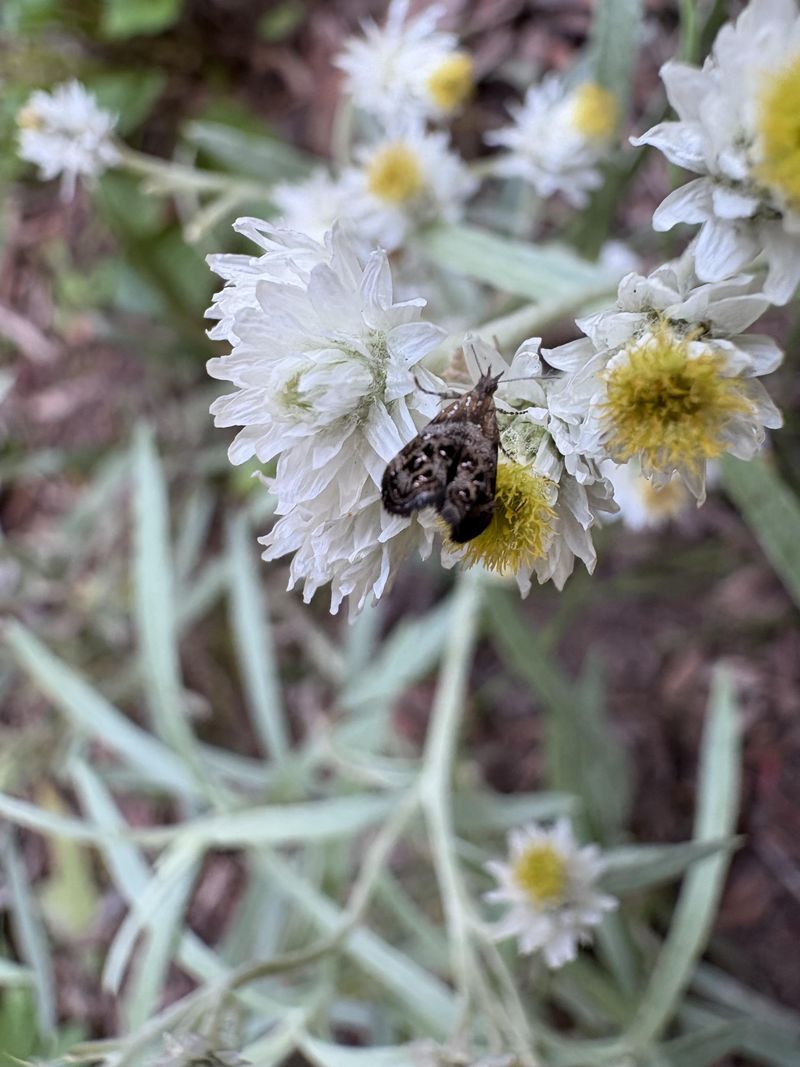 Grow Pearly Everlasting For Native Moths