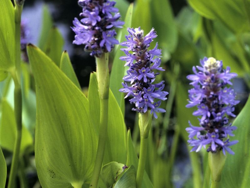Grow Pickerelweed For Purple Pond Edge Blooms Grow Pickerelweed For Purple Pond Edge Blooms