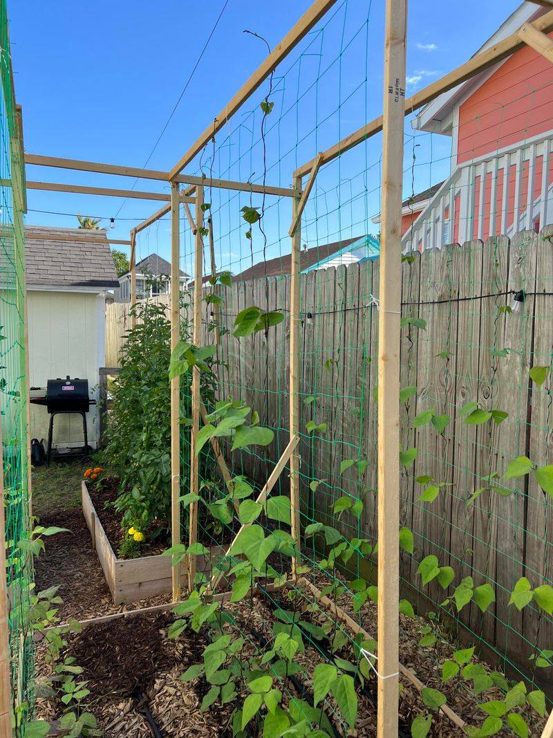 Grow Pole Beans Up A Trellis For Bigger Harvests