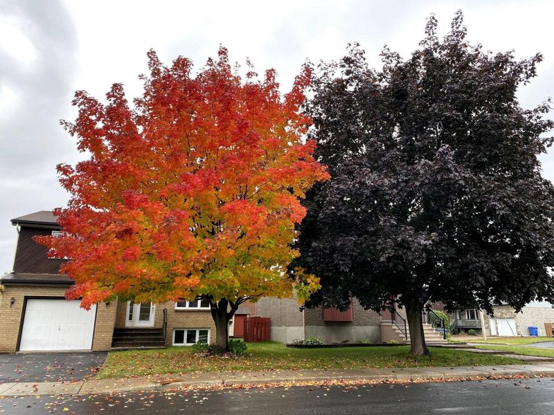 Grow Red Maple For Leafy Backyard Shelter Grow Red Maple For Leafy Backyard Shelter