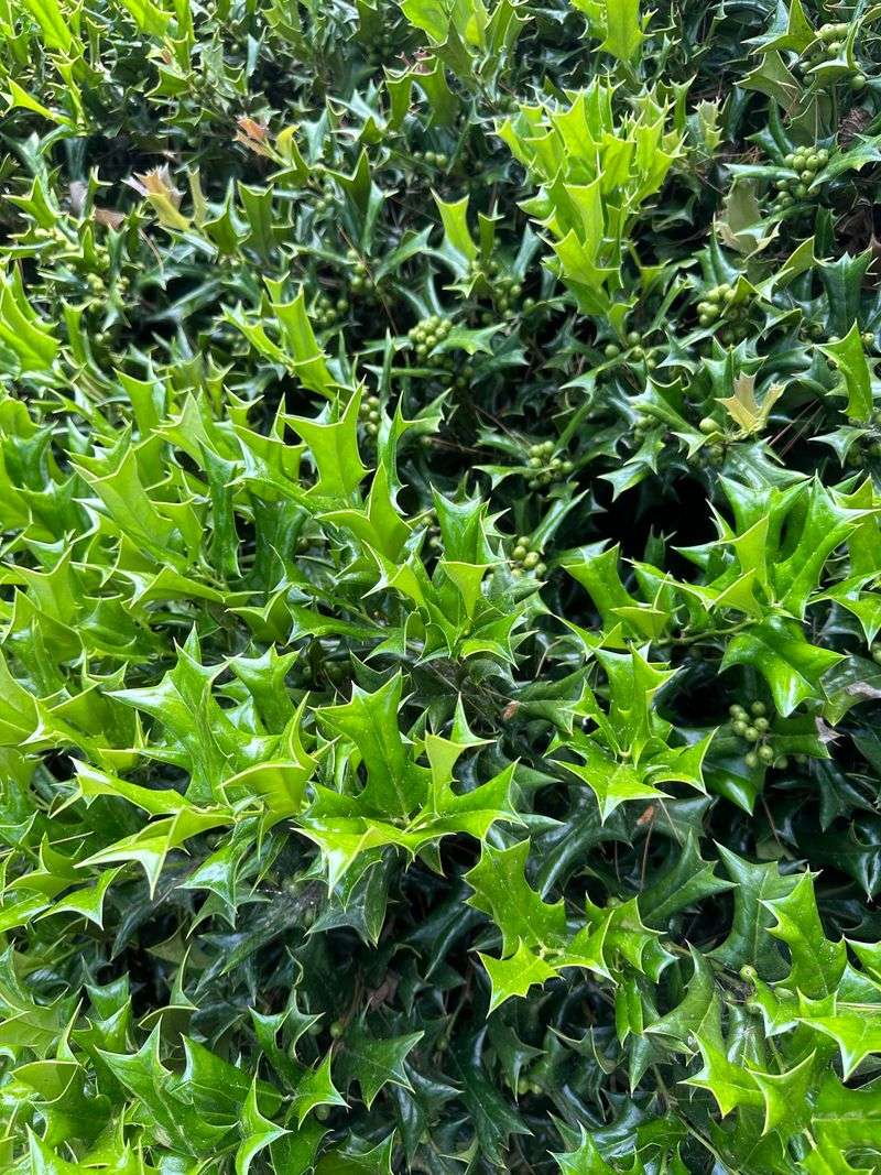 Grow Rotunda Holly For Rounded Shrub Form