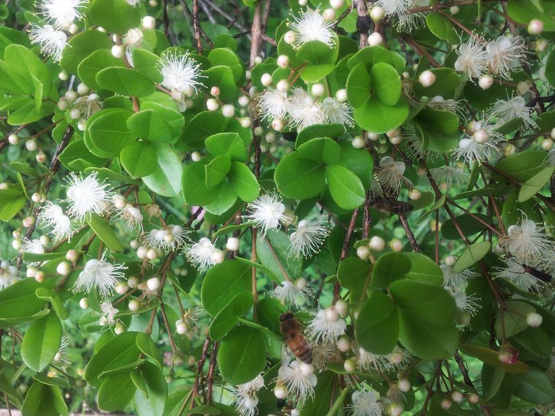 Grow Simpson's Stopper For Patio Edges