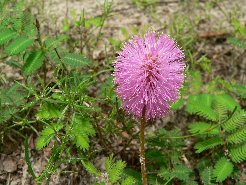Choose Sunshine Mimosa For Blooming Groundcover