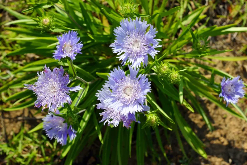 Blend Stokes Aster With Blue Eyed Grass