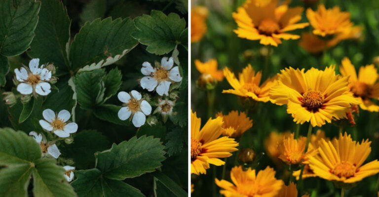 Grow These 8 Kentucky Landscape Plants And Reclaim Your Saturdays