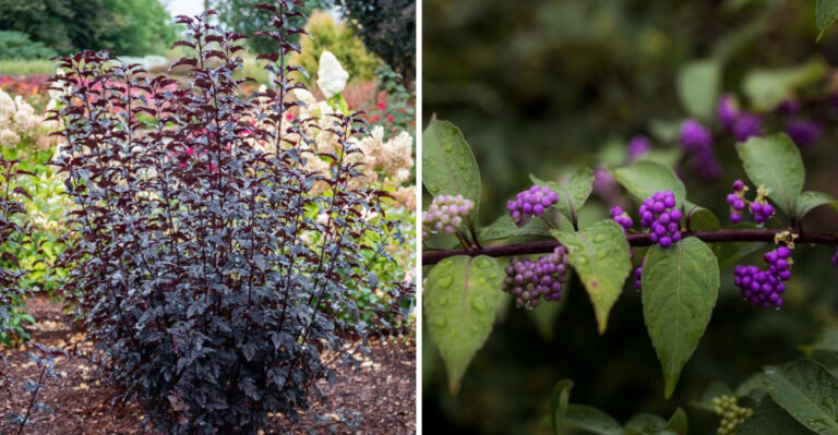 Grow These 8 Native Shrubs And Let Virginia’s Climate Do The Work
