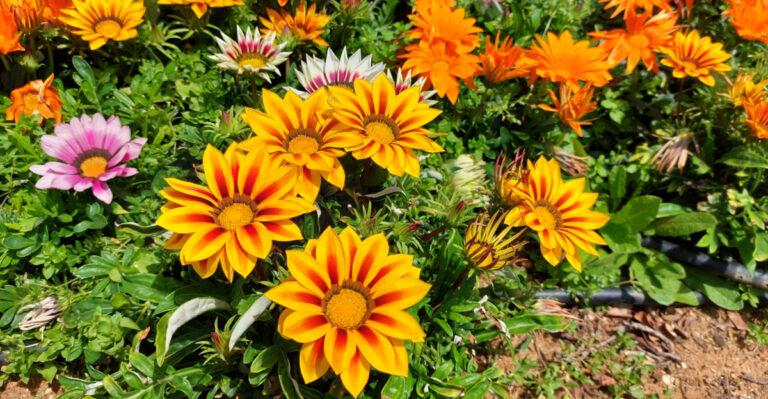 Grow These Flowers Instead Of Petunias In California Heat