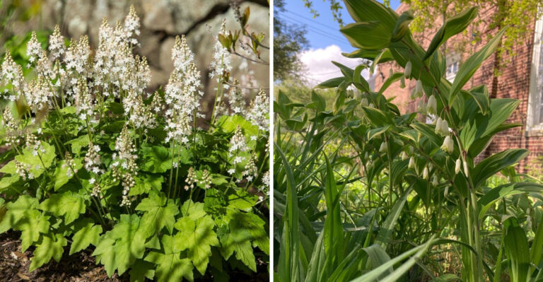 Foamflower and Solomon's Seal