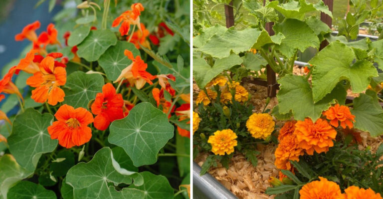 nasturtium and marigolds