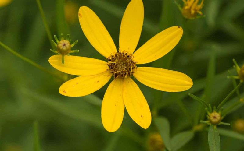 Grow Threadleaf Coreopsis For Sunny Low Fuss Beds