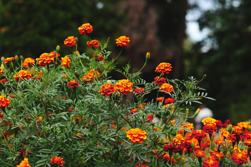 Grow Tougher Marigolds With Less Fuss
