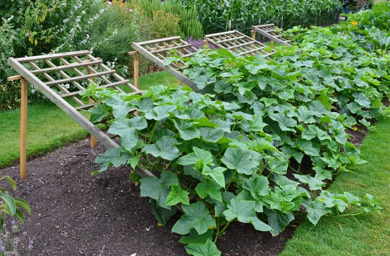 Grow Vines On A Trellis For Cleaner Cucumbers