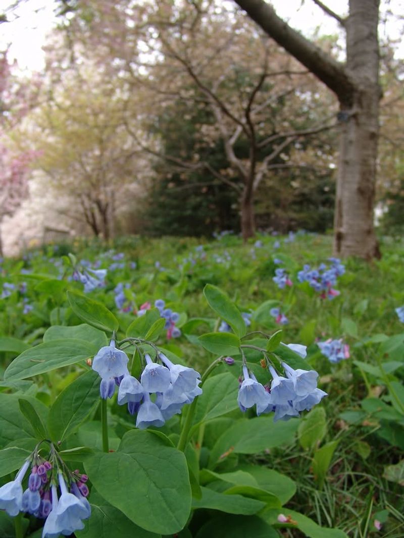 Grow Virginia Bluebells For Early Front Yard Charm