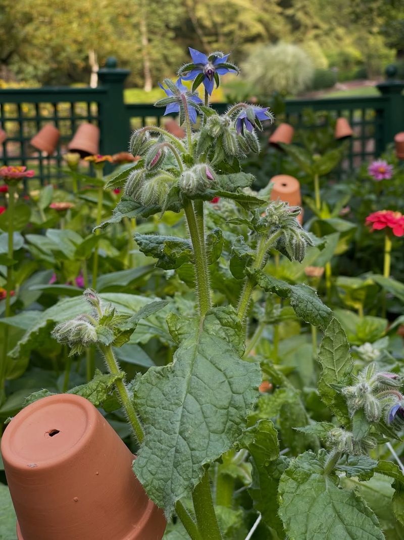 Growing Borage From Seed Is Simple And Fast