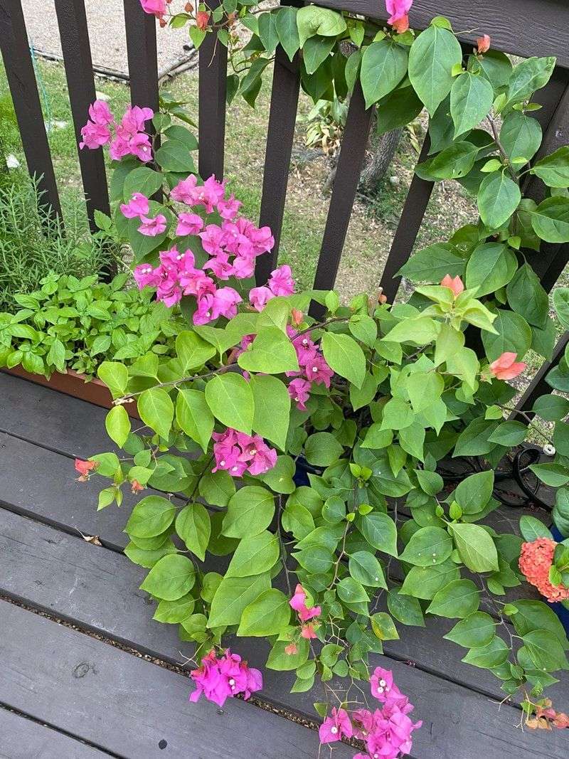 Growing Bougainvillea In A Pot That Is Too Large