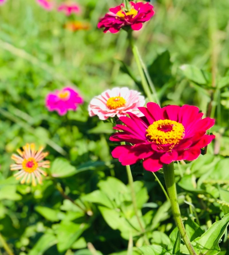 Growing Flowers With Different Bloom Times