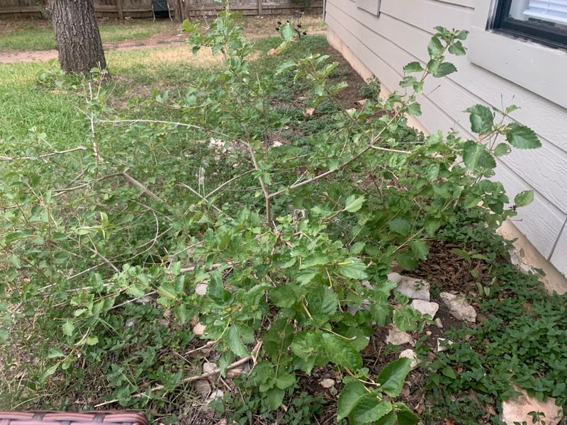Growing It In Poorly Drained Soil Growing It In Poorly Drained Soil