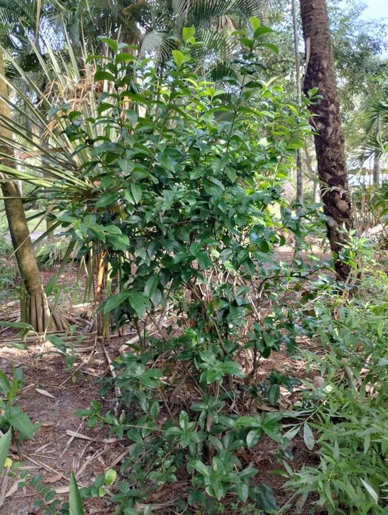 Growing Ixora In Too Much Shade