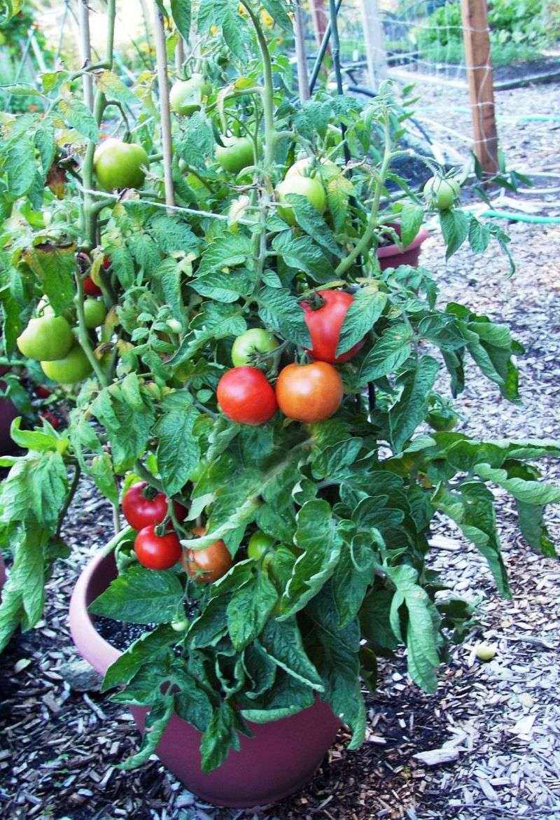 Growing Large Indeterminate Tomatoes Without Proper Support