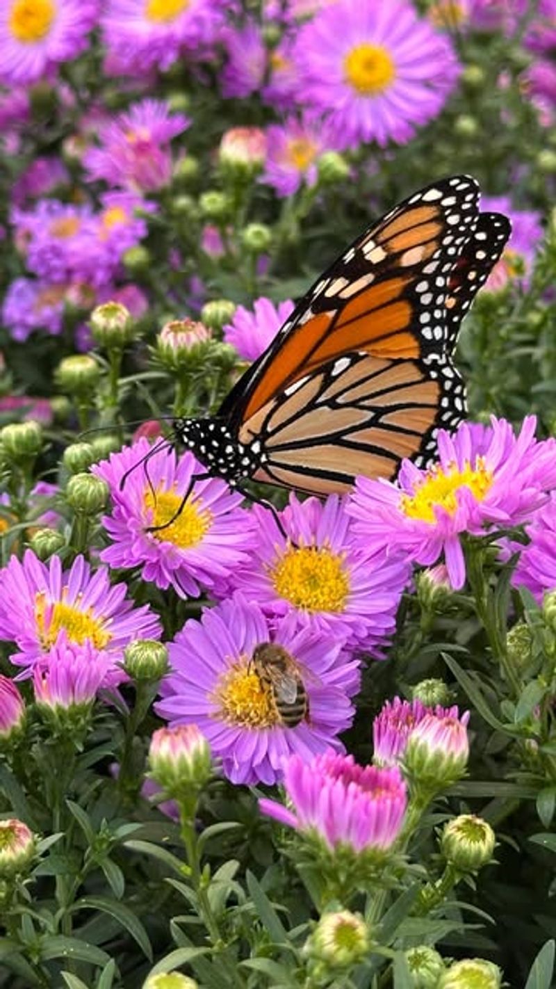 Growing Nectar-Rich Flowers Growing Nectar-Rich Flowers
