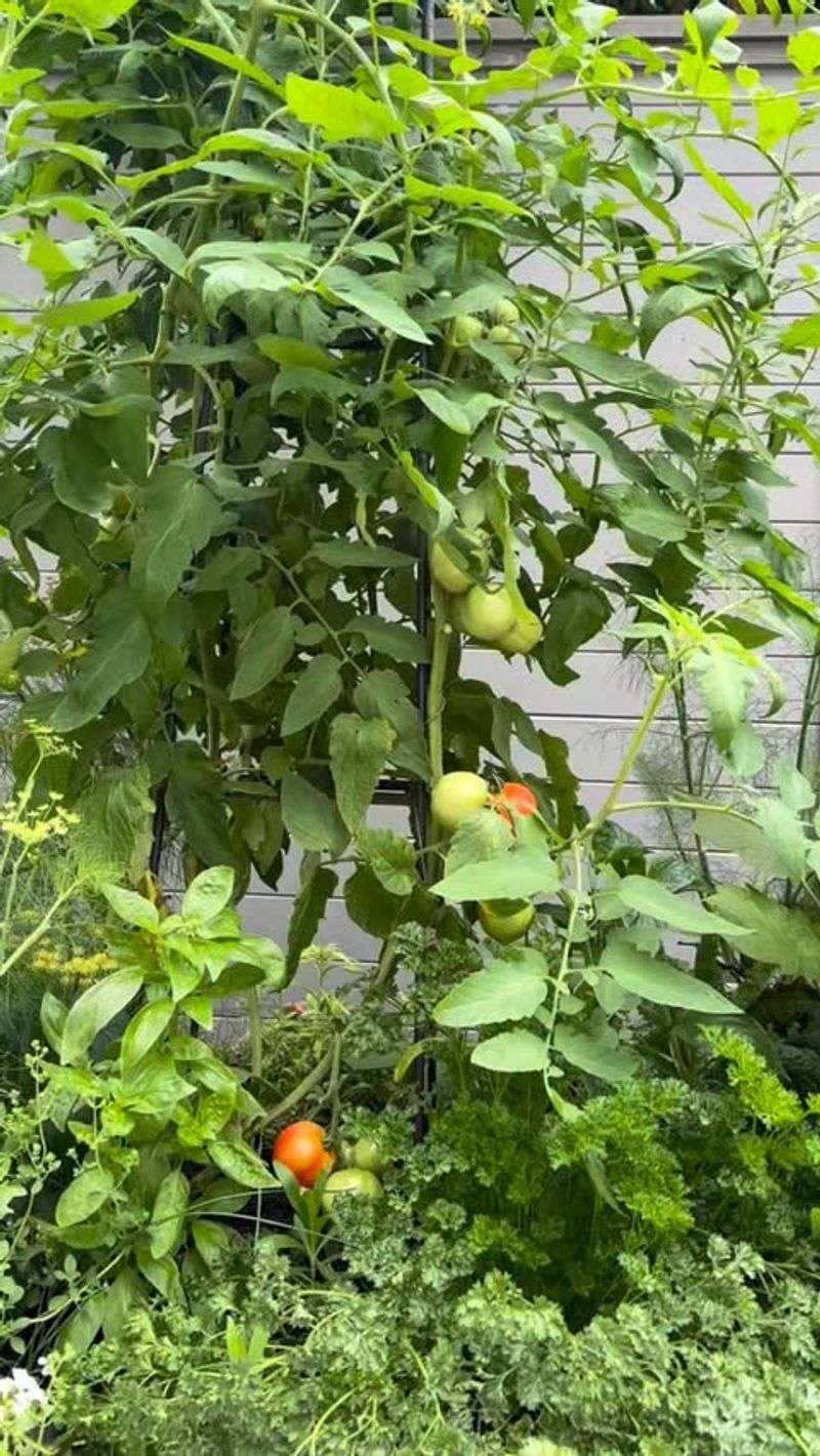 Growing Thin-Skinned Tomato Varieties
