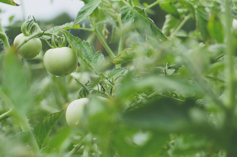 Growing Tomatoes Under Maryland's Unreliable Rainfall