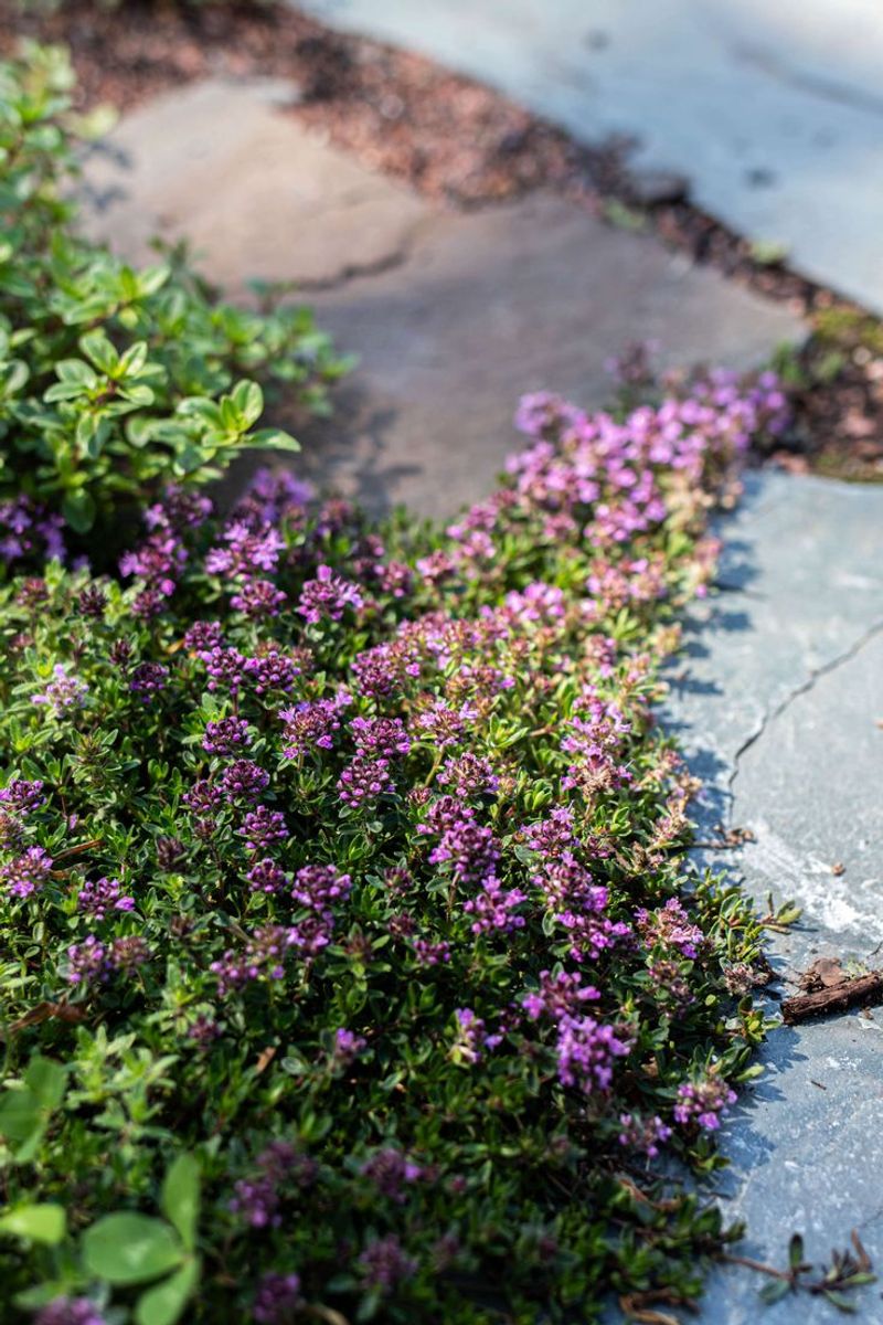 Grows Best In Well Drained Soil