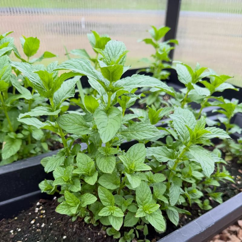 Grows Well In Containers By Entryways