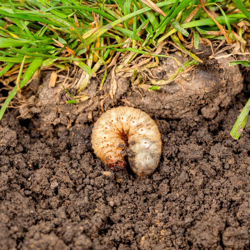 Grub Control Alone Will Not Stop Moles