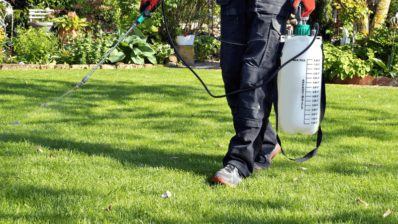Grub Treatments Do Not Always Fix Crane Fly Problems