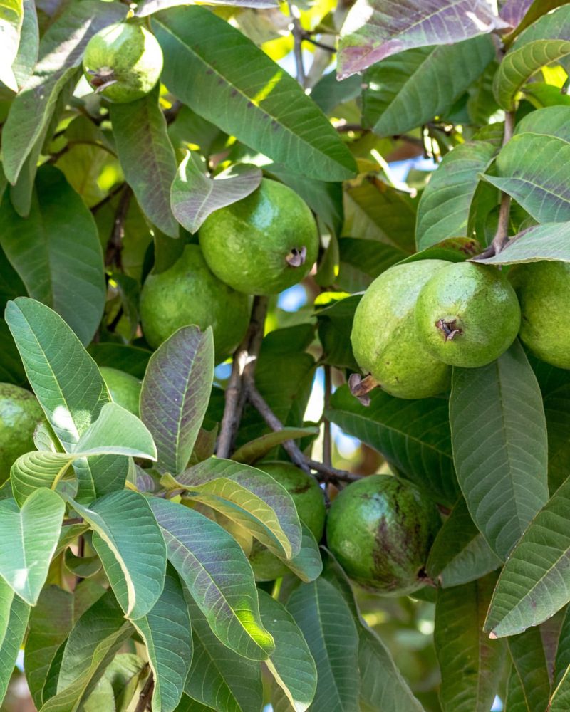 Guava Plants Grow Best In Warm Sheltered Spots