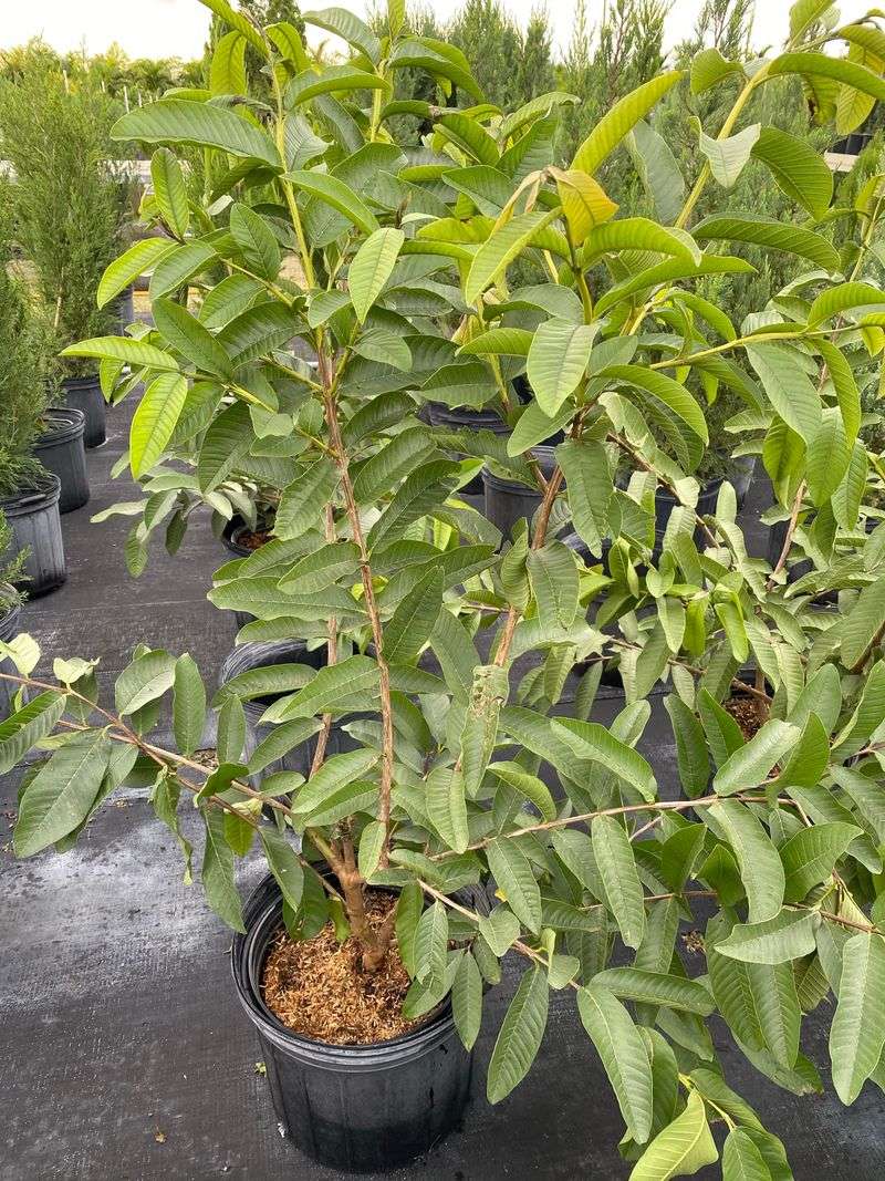 Guava