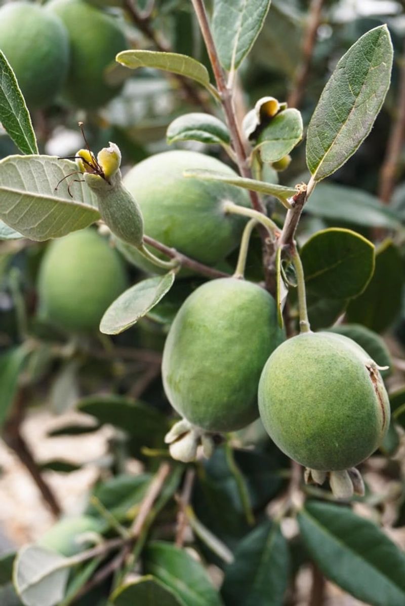 Guavas & Pineapple Guavas