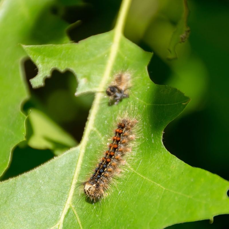 Gypsy Moth Caterpillars Stripping Pennsylvania Oak Trees