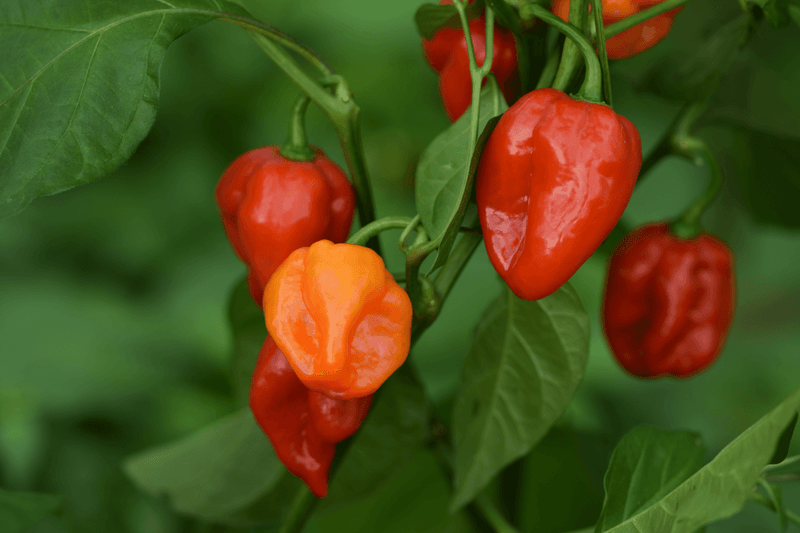 Habaneros Handle High Heat Well Habaneros Handle High Heat Well