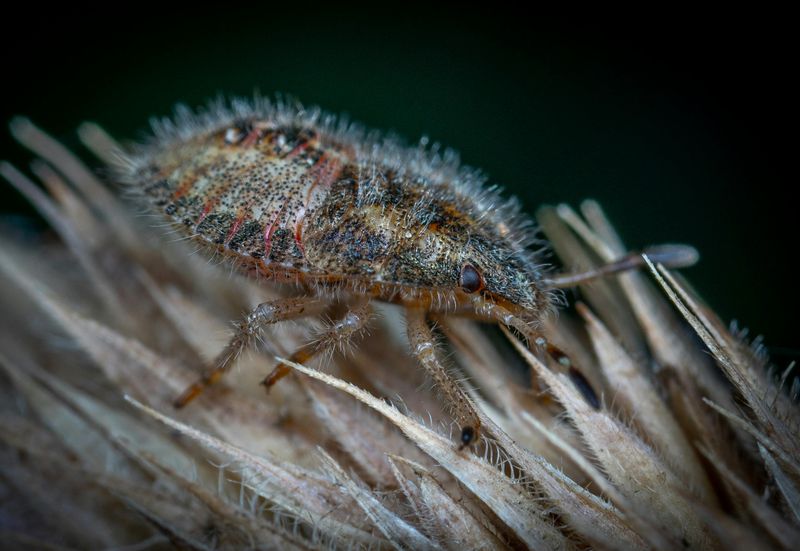 Hairy Chinch Bugs Hairy Chinch Bugs