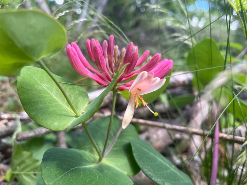 Hairy Pink Honeysuckle Makes Privacy Look Soft And Cottagey