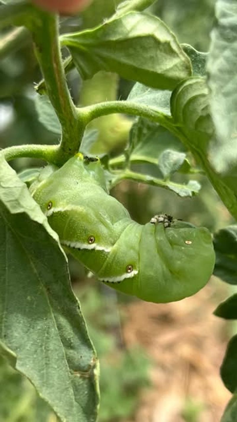 Hand Picking And Targeted Biological Controls