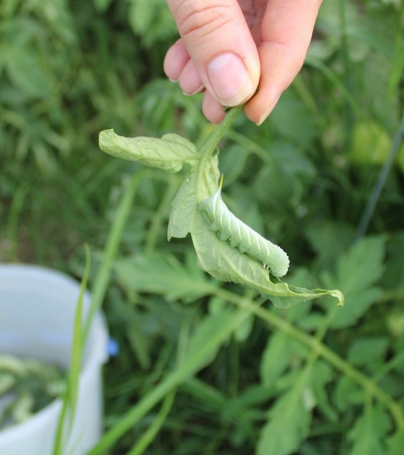 Hand Picking Tomato Hornworms Works Better Than Many Gardeners Expect