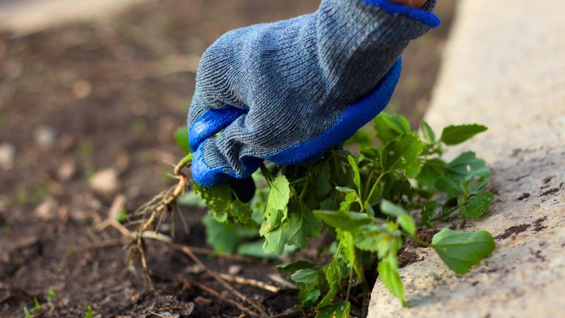 Hand Pull In Small Raised Bed Spaces