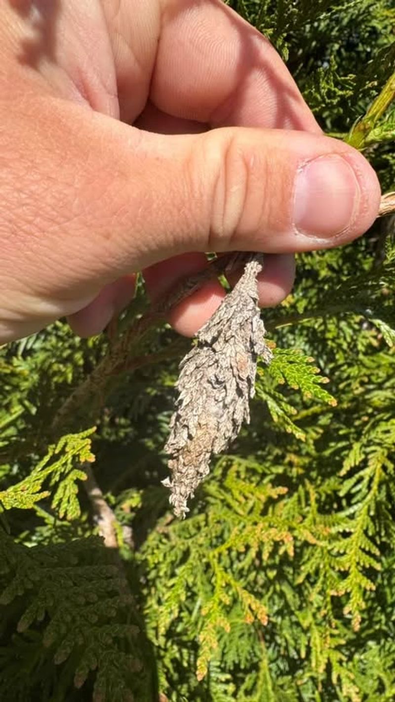Hand Removal Still Works Well For Small North Carolina Infestations