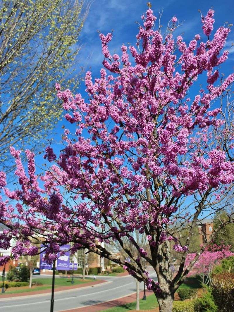 Handles Ohio Conditions Better Than Many Ornamentals Handles Ohio Conditions Better Than Many Ornamentals