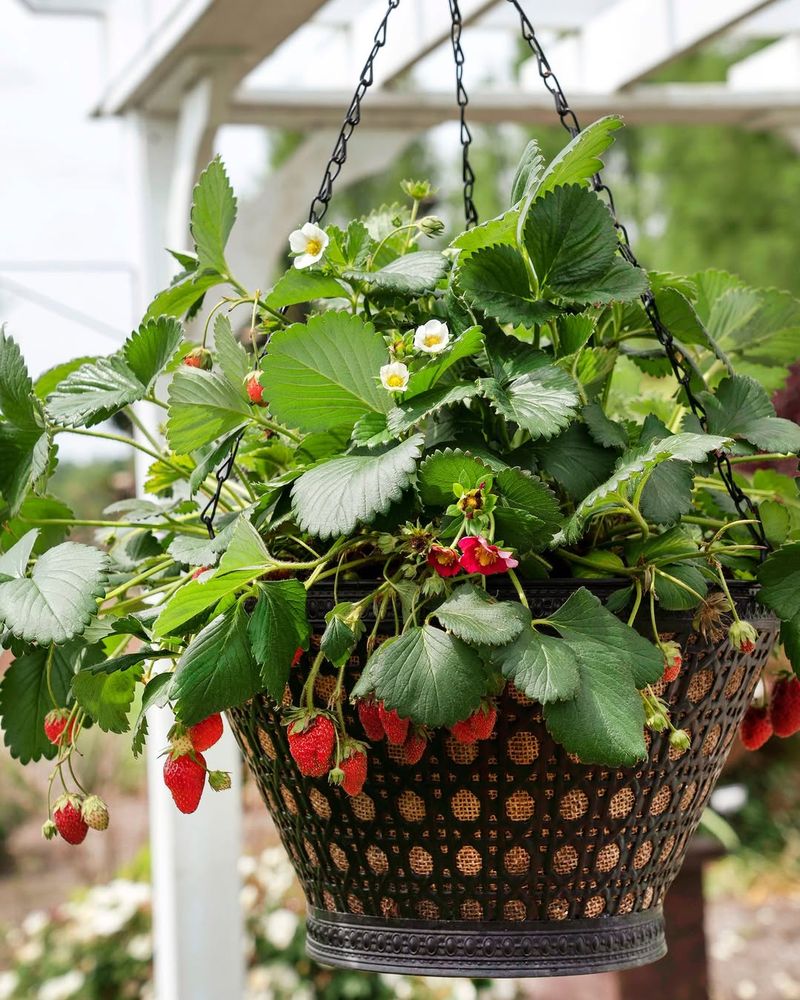 Hanging Containers Give Strawberries Enough Room To Spread Hanging Containers Give Strawberries Enough Room To Spread