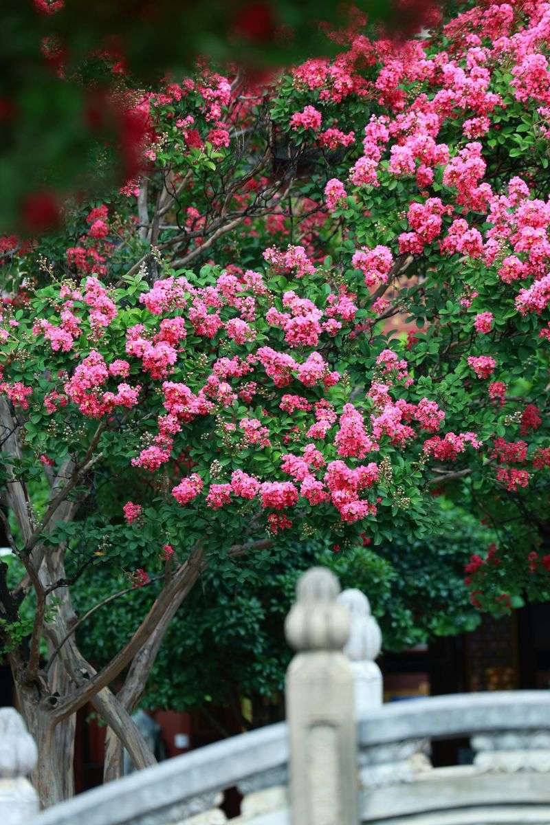 Hard Cuts Trigger Knobby Unsightly Regrowth