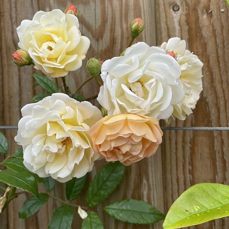 Hard Rose Cutbacks Become More Stressful Before Summer Heat